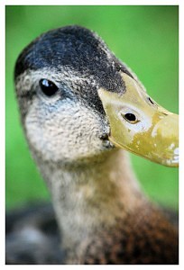 Duck - photograph by Rhonda Parrish