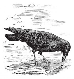 Common Raven or Northern Raven or Corvus corax vintage engraving