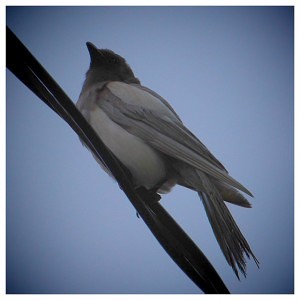 Ghost Magpie - Photograph by Rhonda Parrish