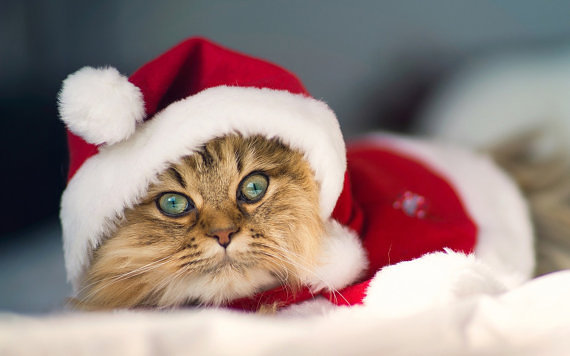 The Christmas Cat