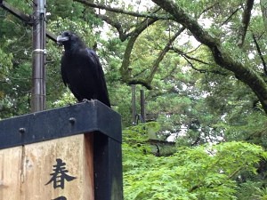 crow