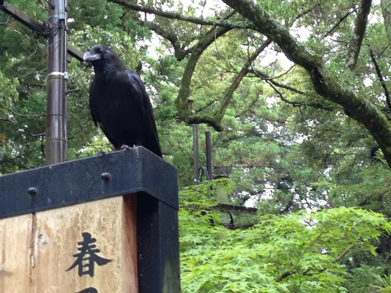 Following the Eight-Span Crow