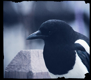 Jane Eyre Magpie