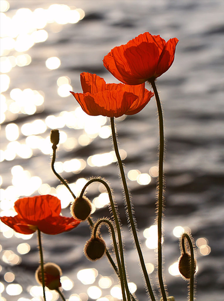 Eric Hill from Boston, MA, USA - Poppies in the Sunset on Lake Geneva 